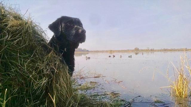 duck hunting area with decoys and place for hunting dog